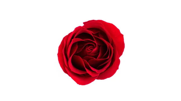 Red Rose Flower Isolated White Background High Quality Photo — Stock Photo, Image