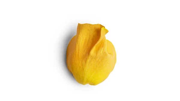 Żółty Płatek Róży Odizolowany Białym Tle Wysokiej Jakości Zdjęcie — Zdjęcie stockowe