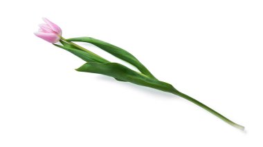 Lale çiçeği beyaz arka planda izole edilmiş. Yüksek kalite fotoğraf