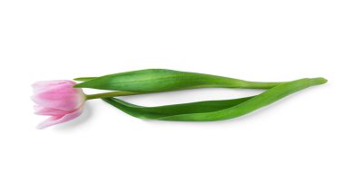 Lale çiçeği beyaz arka planda izole edilmiş. Yüksek kalite fotoğraf