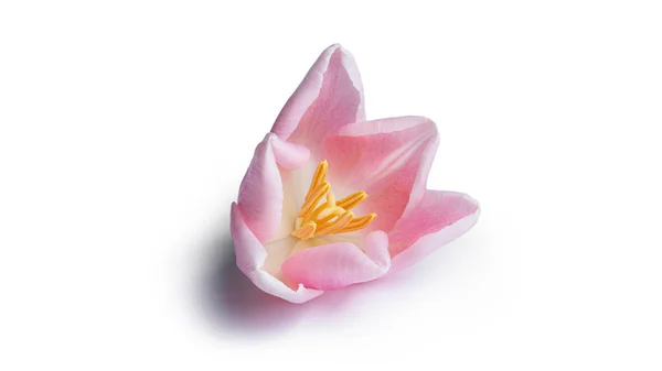 Квітка Тюльпанів Ізольована Білому Тлі Високоякісна Фотографія — стокове фото