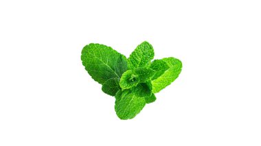 Beyaz arka planda taze, yeşil nane yaprakları.