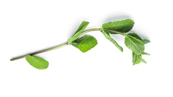 Hojas frescas de menta verde sobre un fondo blanco. — Foto de Stock