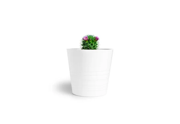 Cactus with flowers in white pot isolated on a white background. Blooming cactus. — Stock Photo, Image