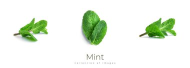 Beyaz arka planda taze, yeşil nane yaprakları.