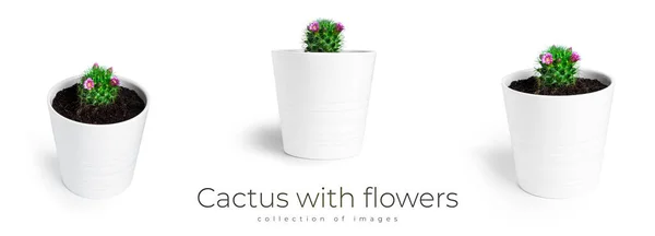 Kaktusz fehér cserepes virágokkal, fehér alapon elszigetelve. Virágzó kaktuszvirág. — Stock Fotó