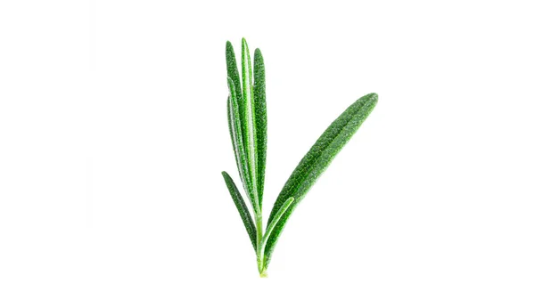 Rosemary isolated on white background. — Stock Photo, Image