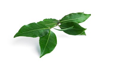 Taze yeşil defne yaprakları beyaz arka planda izole edilmiş. Laurel çelengi.