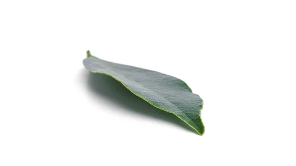 흰 배경에는 싱싱 한 녹색만 (灣) 잎 이 분리되어 있다. 로럴 화환. — 스톡 사진