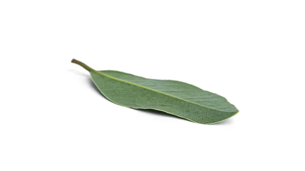 Fresh green bay leaf isolated on a white background. Laurel wreath. — Stock Photo, Image