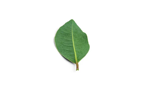 Fresh green bay leaf isolated on a white background. Laurel wreath. — Stock Photo, Image