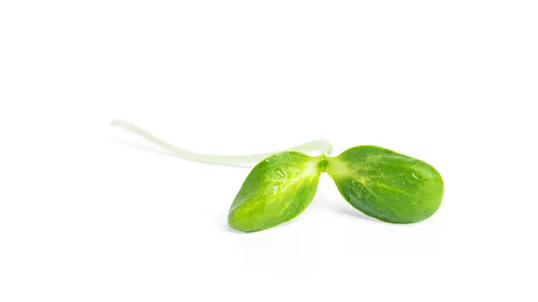 Microverde girasol aislado sobre fondo blanco. — Foto de Stock