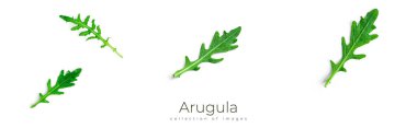 Beyaz arka planda Arugula. Arugula yapayalnız kalır..