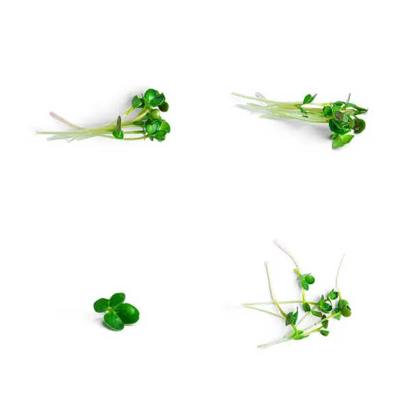 Microgreen sobre fondo blanco. Microverdes. — Foto de Stock