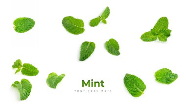 Beyaz arkaplanda taze nane yaprakları.