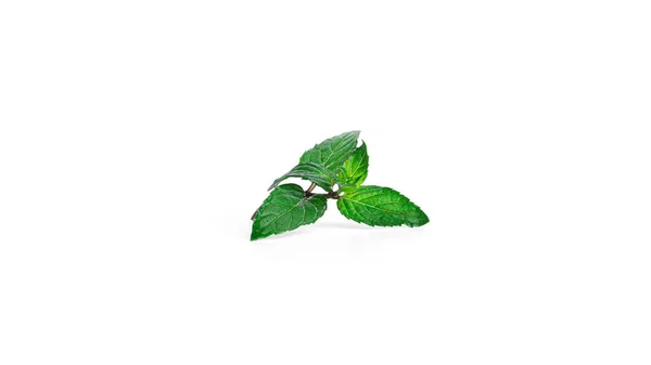 하얀 배경에 있는 싱싱 한 박하 잎. — 스톡 사진