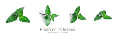 Beyaz arkaplanda taze nane yaprakları.