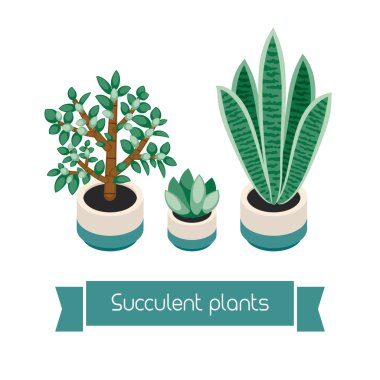 Kaktüsler ve succulents tencere.