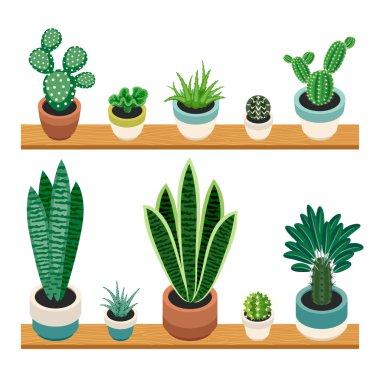 Set of cactuses and succulents in pots on a shelfs. clipart