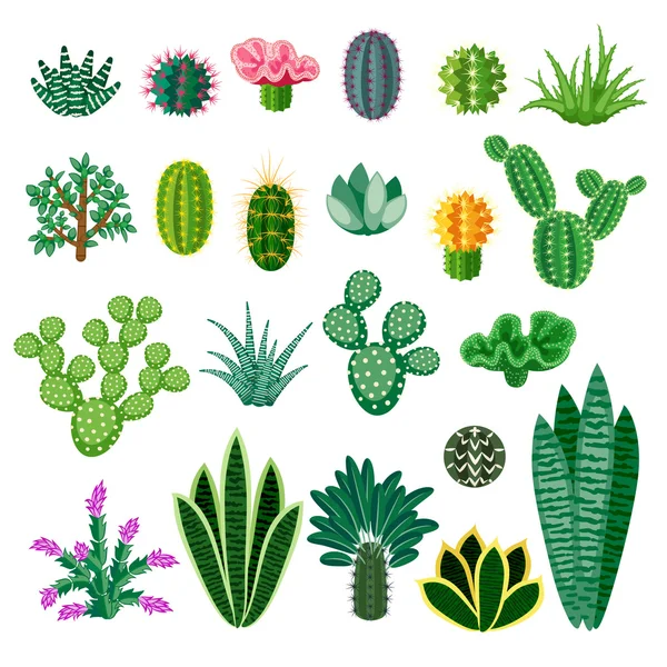 Cactus en vetplanten. — Stockvector