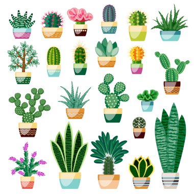 Kaktüsler ve succulents tencere büyük kümesi.