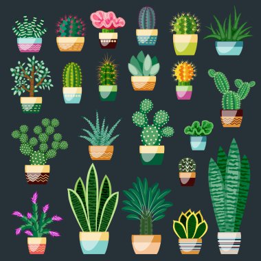 Kaktüsler ve succulents tencere büyük kümesi.