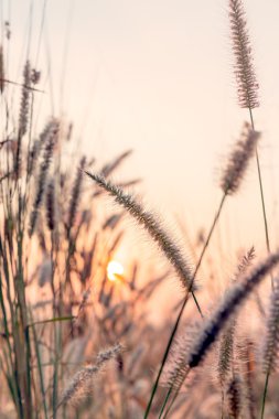 Sabah güneş ışığı ile çimen çiçek