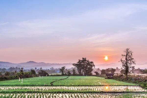 Sunset on green rice farm — Stock Photo, Image