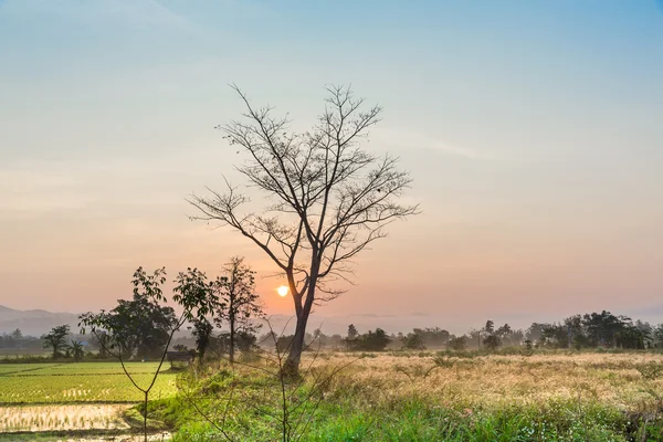 Tree and sunset background — Stock Photo, Image