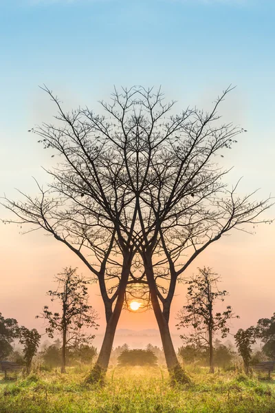 Фон дерева і заходу сонця — стокове фото
