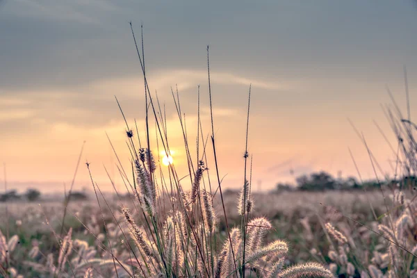 Grass flower with morning sunlight — Stock Photo, Image