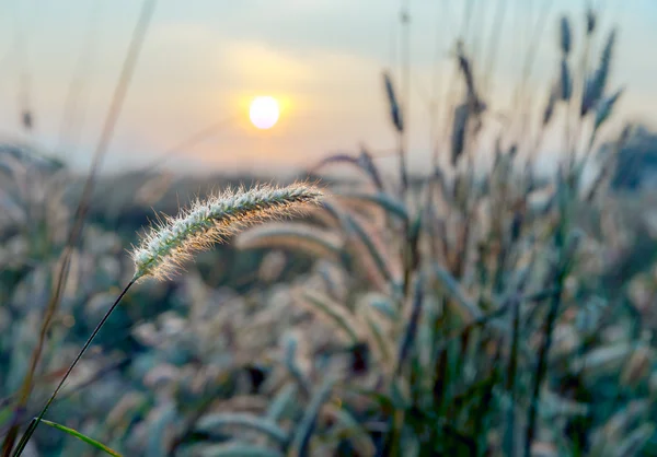 Grass flower with morning sunlight — Stock Photo, Image