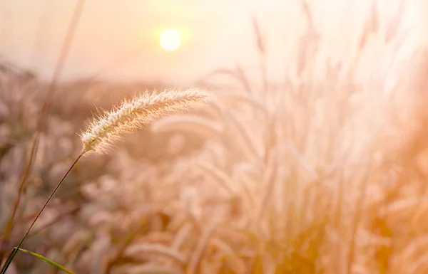 Grass flower with morning sunlight — Stock Photo, Image