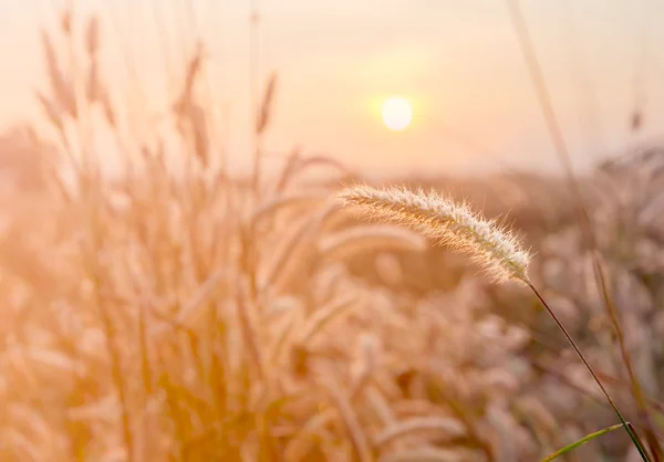 Grass flower with morning sunlight — Stock Photo, Image