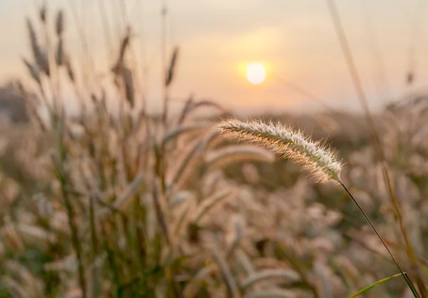 Grass flower with morning sunlight — Stock Photo, Image