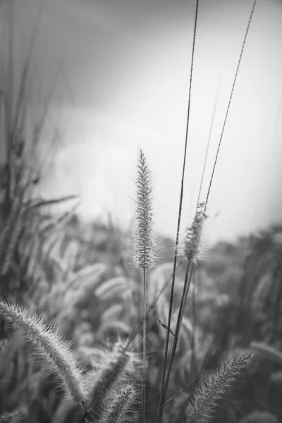 Flower Field Grass Morning Sunrise Black White — Stock Photo, Image