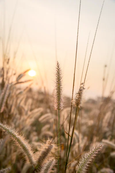 Grass flower with morning sunlight — Stock Photo, Image