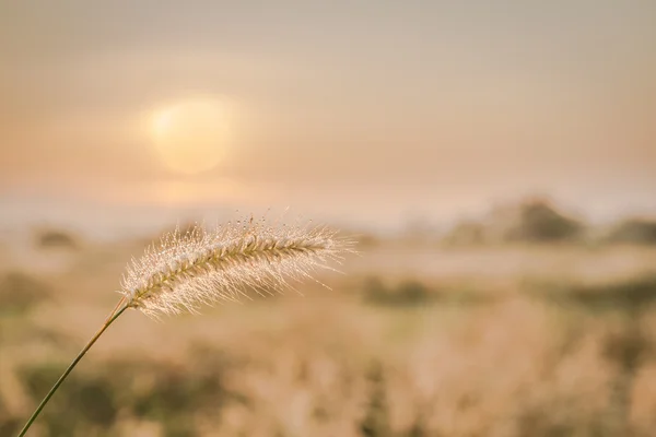 Grass flower with morning sunlight — Stock Photo, Image