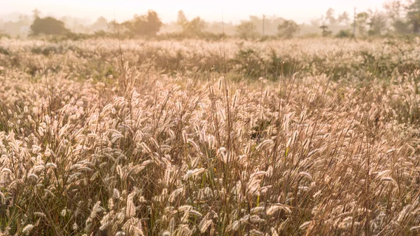 Poaceae grass flower with sunlight — Stock Photo, Image