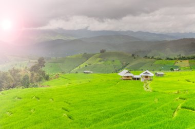 Tayland pirinç alan Teras