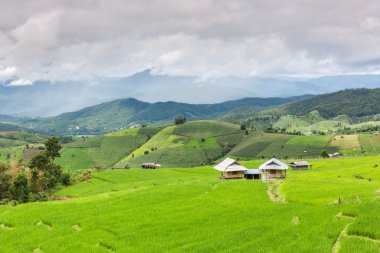 Tayland pirinç alan Teras