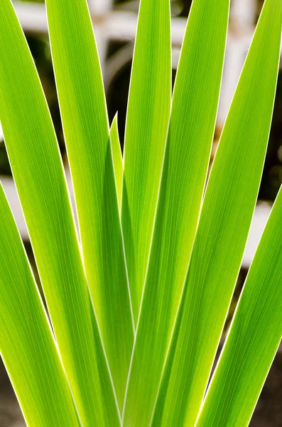 Textuur van groene palm blad achtergrond — Stockfoto