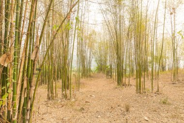 Bambu ormanı, doğal arka plan