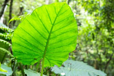 Yeşil lotus yaprağı