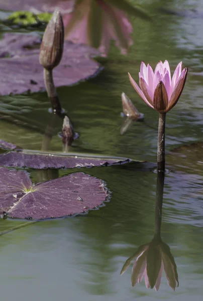 Pink waterlily — Stock Photo, Image