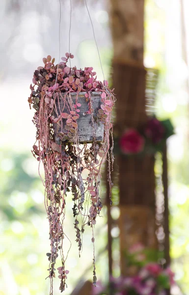 Hæng blomsterhave - Stock-foto