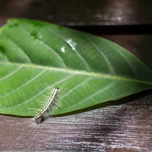 Hairy caterpillar on a leaf — Stock Photo, Image