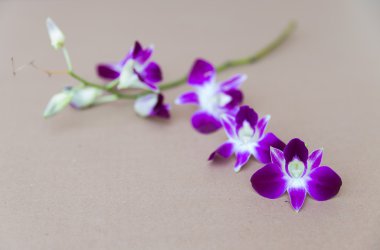 Purple orchids clipart