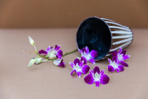 紫のラン — ストック写真