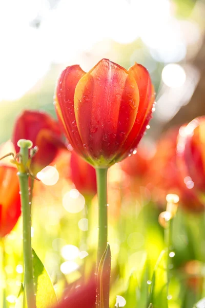 Colorful Tulip flowers in the garden — Stock Photo, Image